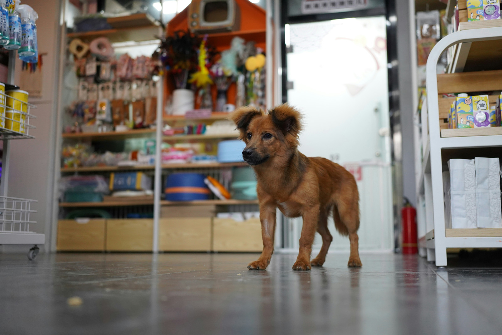 Grooming / pet supplies